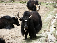 Yak at Korzok village