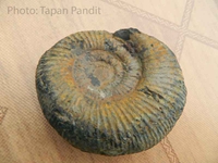 Fossil from Lingty valley