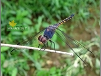 BLUE DRAGON FLY