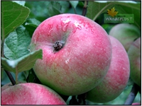 KASHMIRI APPLE