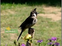 KASHMIRI BIRDS