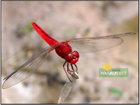 RED DRAGON FLY