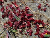 Pearls at Parvati valley