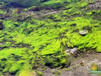 Green algae under the water