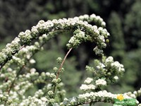 Green vegetation