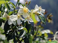 Beside the trail