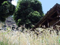 Wheat plants