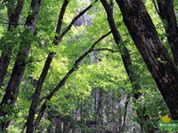 Lush green forest