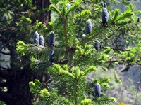 Pine fruit