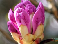 Pink rhododendron bud