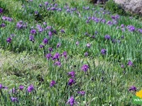 Flowery carpet