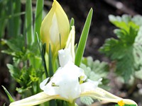 Brahmakamal