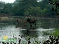 Monsoon in Bharatpur Bird Sanctuary