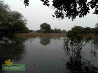 Water logging in jungle after heavy shower