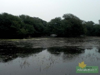 Bharatpur Bird Sanctuary