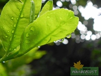 Dancing leaf in the rain