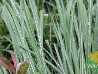 Shimmering Dewdrops on Grass