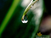 Dewdrops of joy