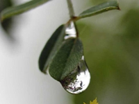 A drop of tear