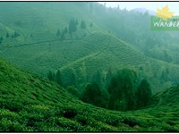 DARJEELING TEA ESTATE