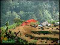 HIMALAYAN CULTIVATION