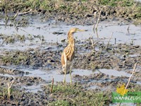 Indian Pond Heron