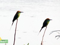 Green Bee-eater