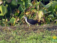 White-breasted Waterhen