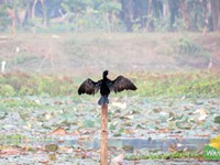 Little Cormorant