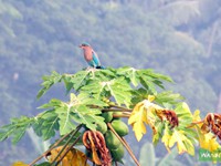 Indian Roller