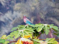 Indian Roller