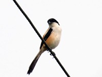 Long-tailed Shrike (tricolor)