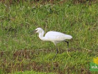 Little Egret