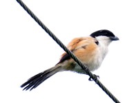 Long-tailed Shrike (tricolor)