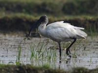 Black Headed Ibis