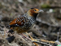 Spotted Laughingthrush