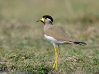 Yellow wattled Lapwing