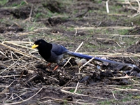 Yellow-billed blue Magpie