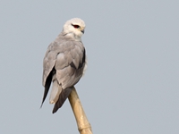 Black Shouldered Kite