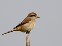 Brown Shrike