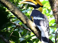 Great Indian Hornbill