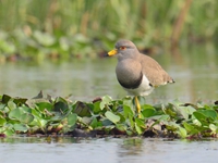 Grey Headed Lapwing