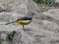 Grey Wagtail