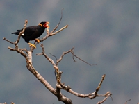 Hill Myna