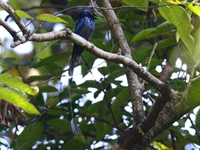 Lesser Racket tailed Drongo