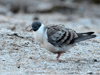 Snow Pigeon