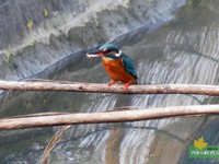 Common Kingfisher