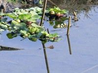 Common Kingfisher