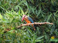 Stork-billed kingfisher