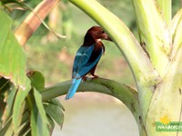 White-throated Kingfisher